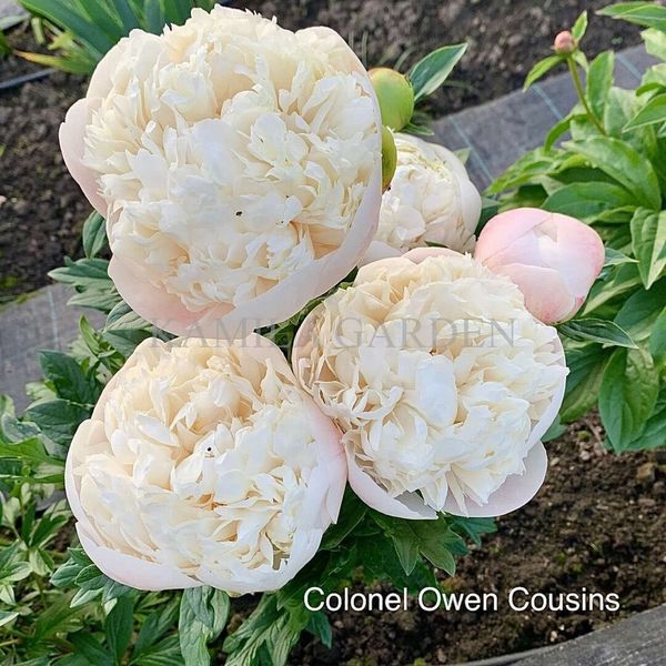 Colonel Owen Cousins