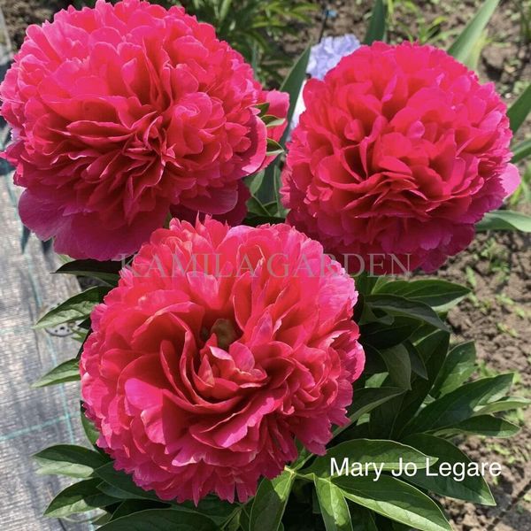 Mary Jo Legare