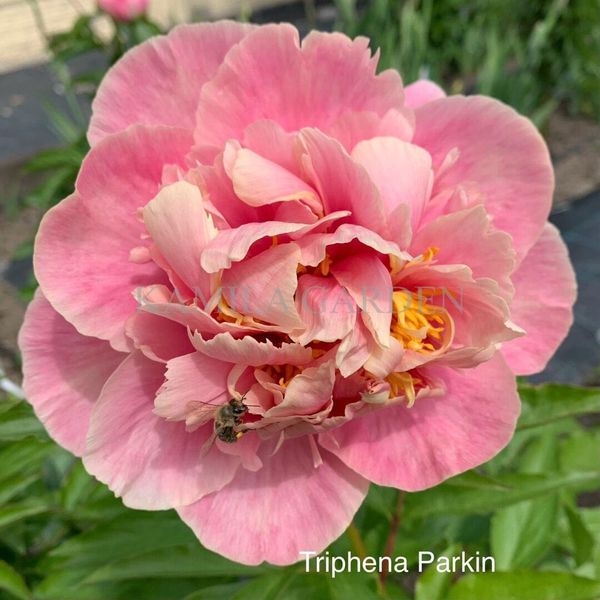 Triphena Parkin