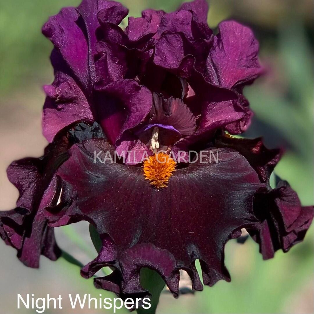 Night whispers '20
