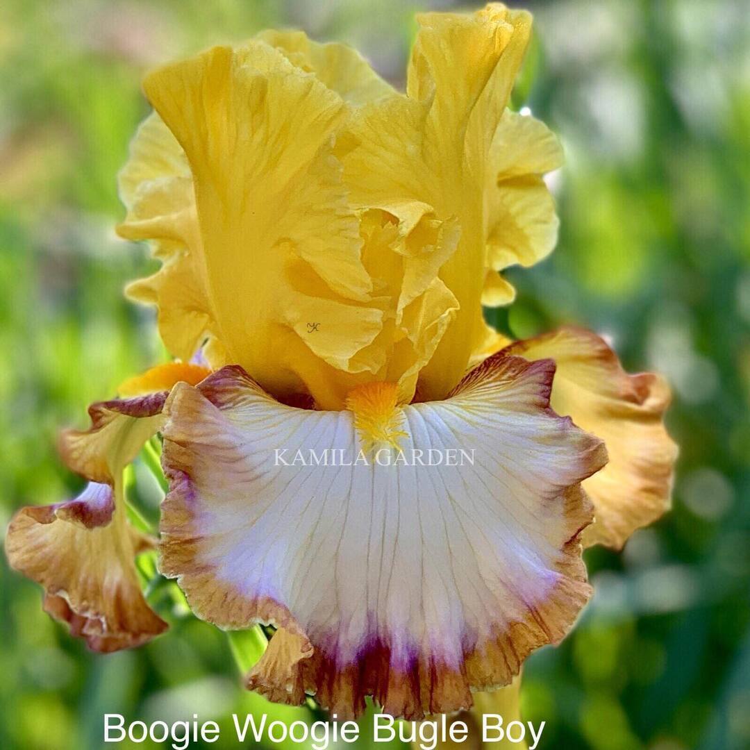 Boogie woogie bugle boy '22