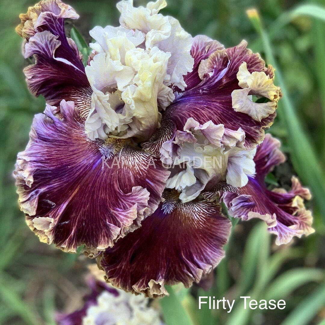 Flirty tease '22