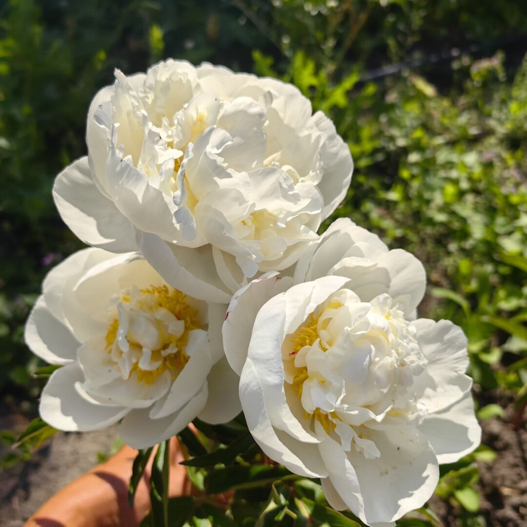 Gardenia