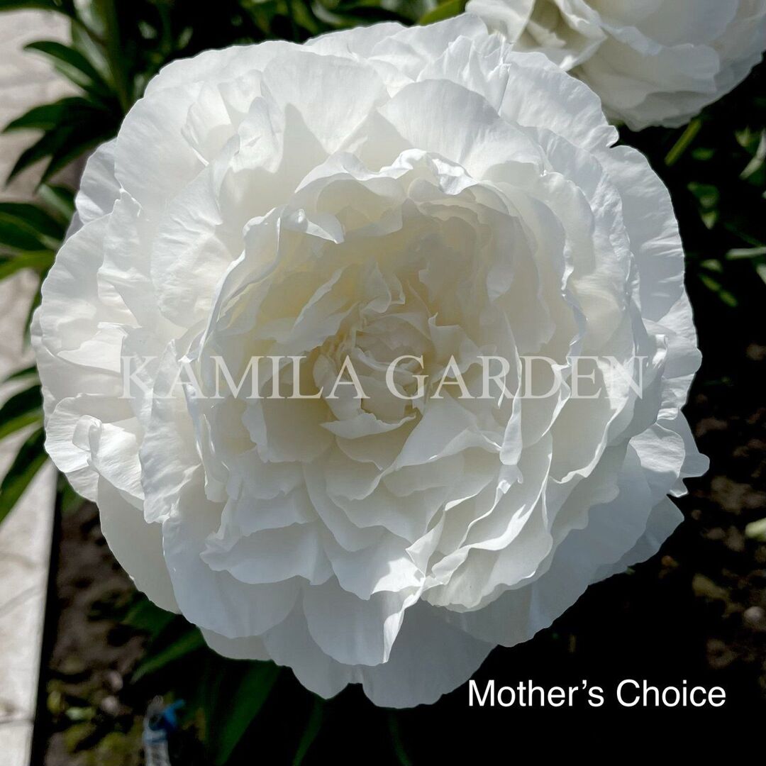 Mother's choice