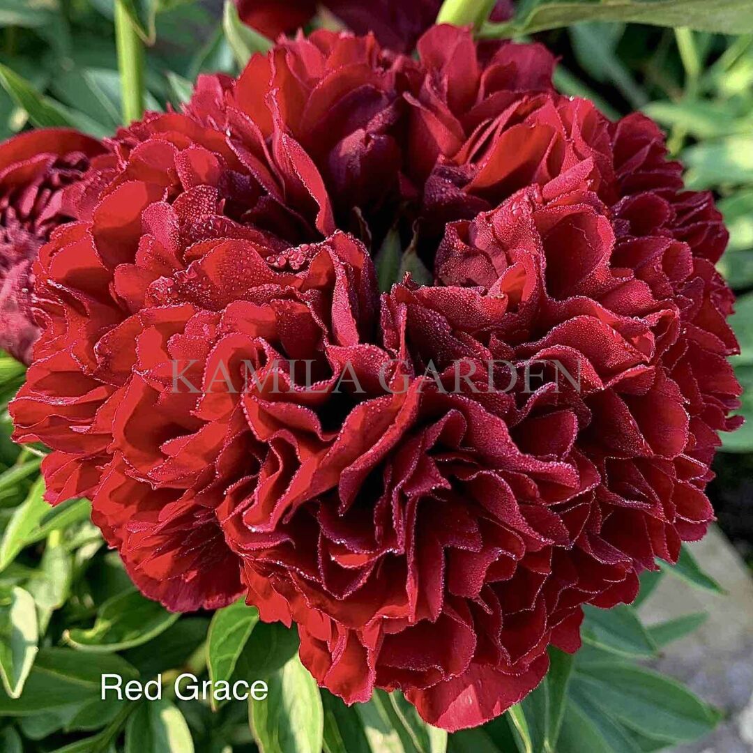 Red grace