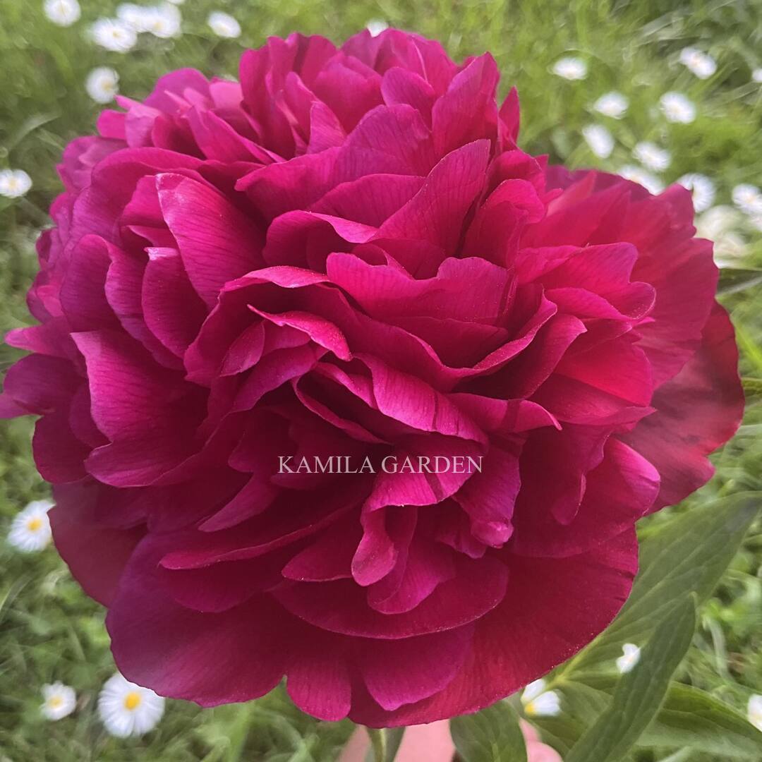 Rubra pleno
