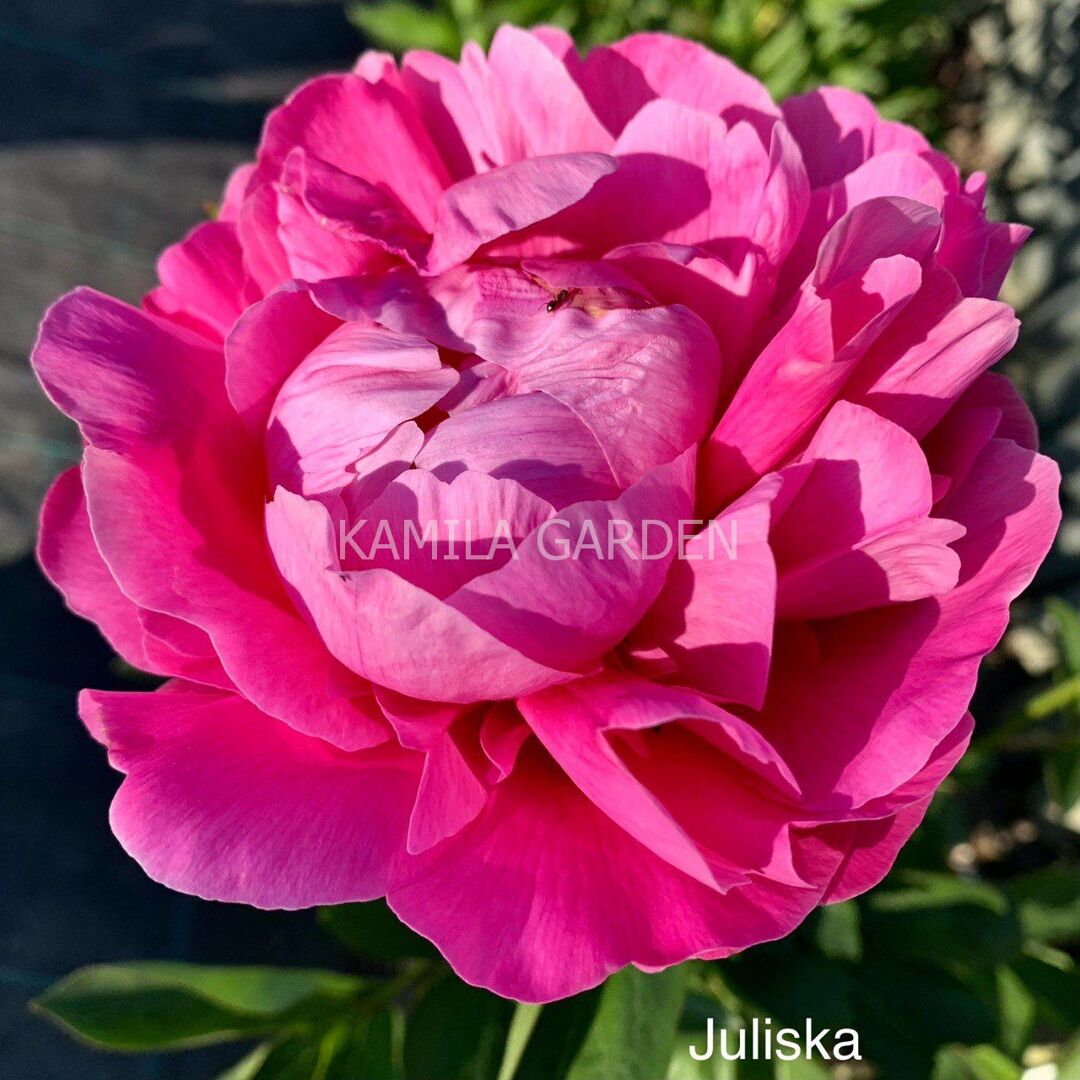 Juliska