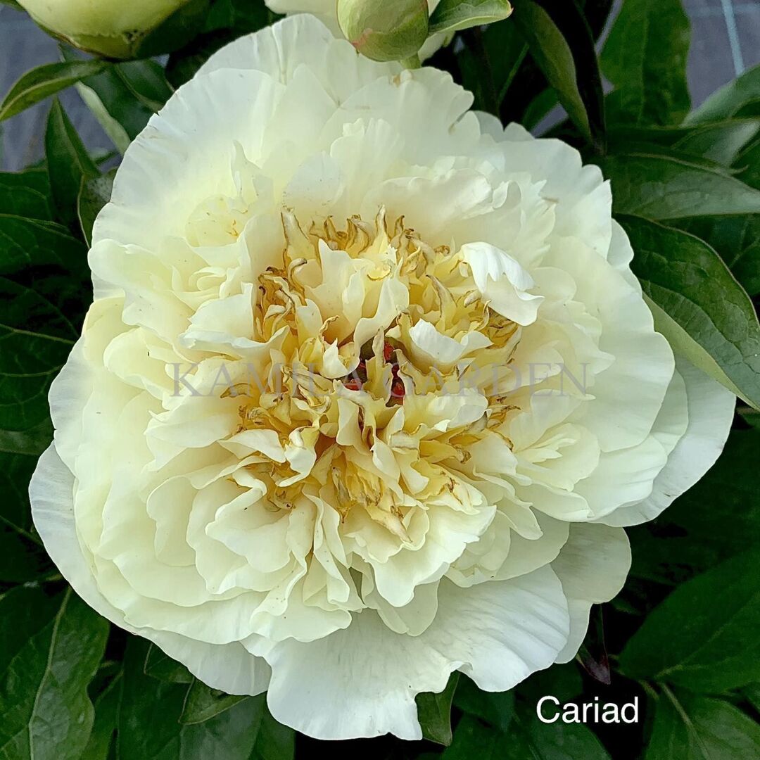 Cariad