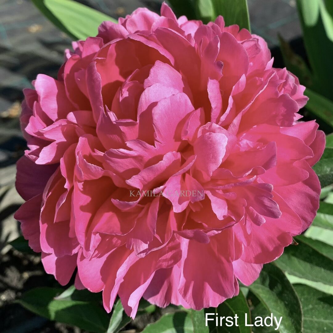 First lady