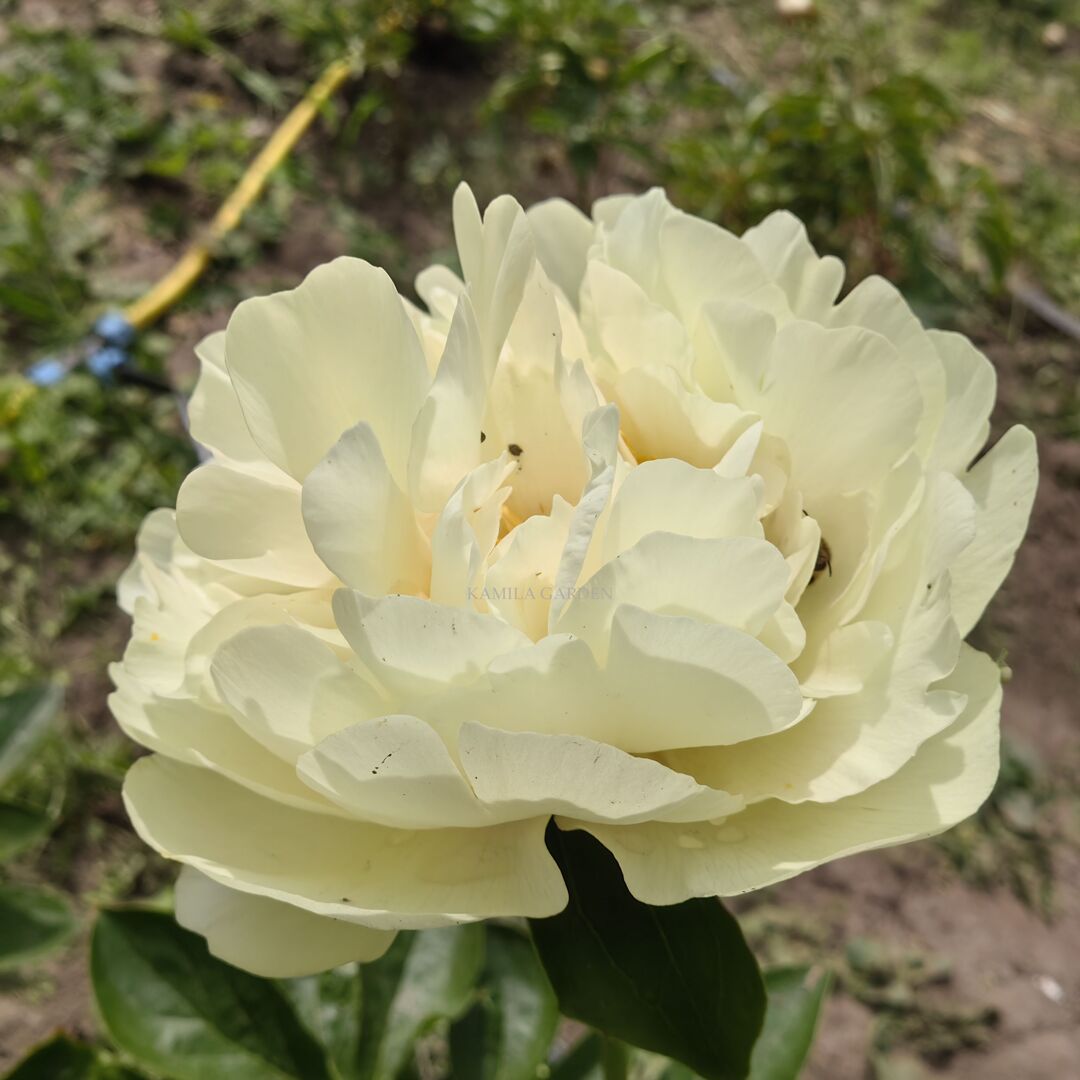 Amarillo star