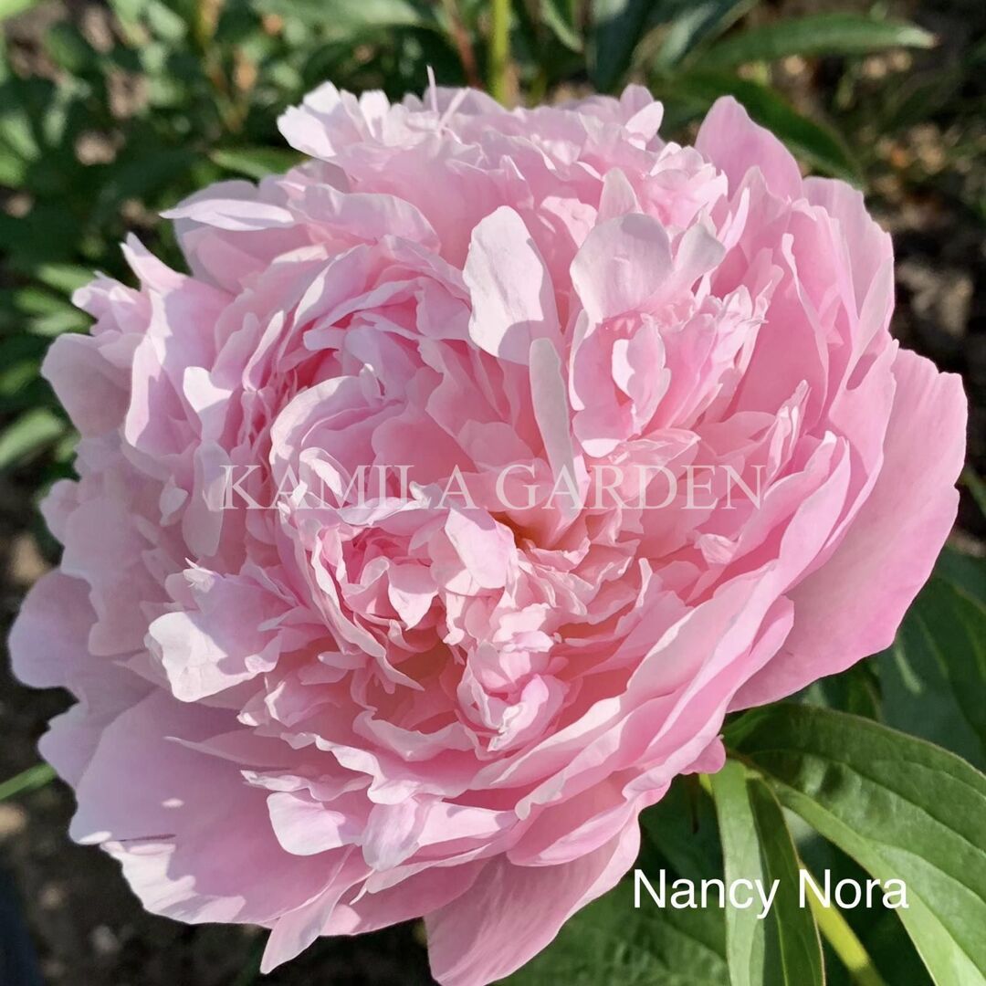 Nancy nora