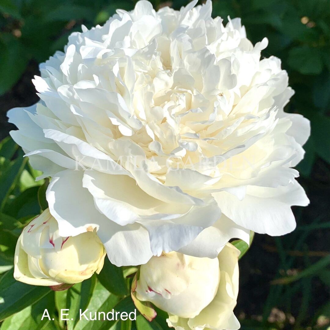 A.e. kunderd