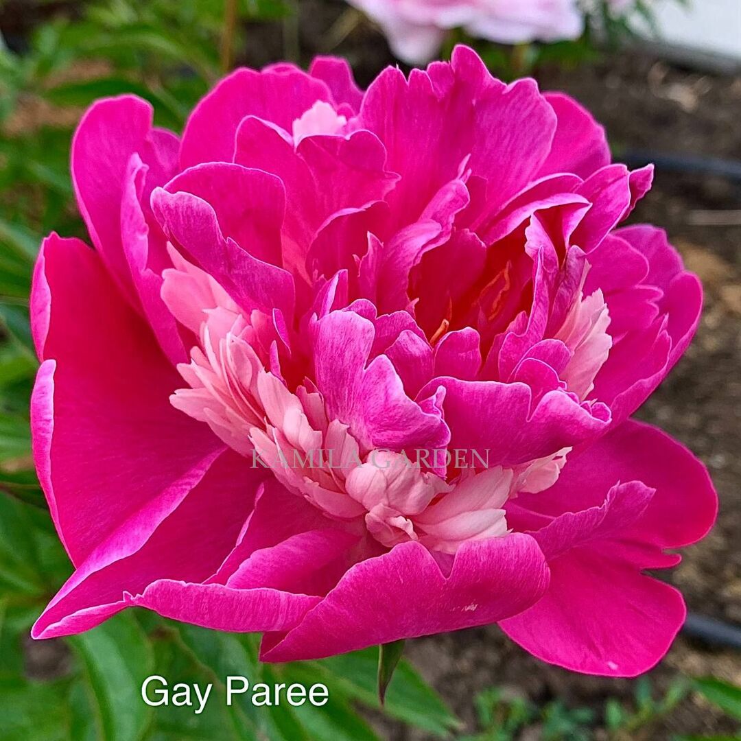 Gay paree