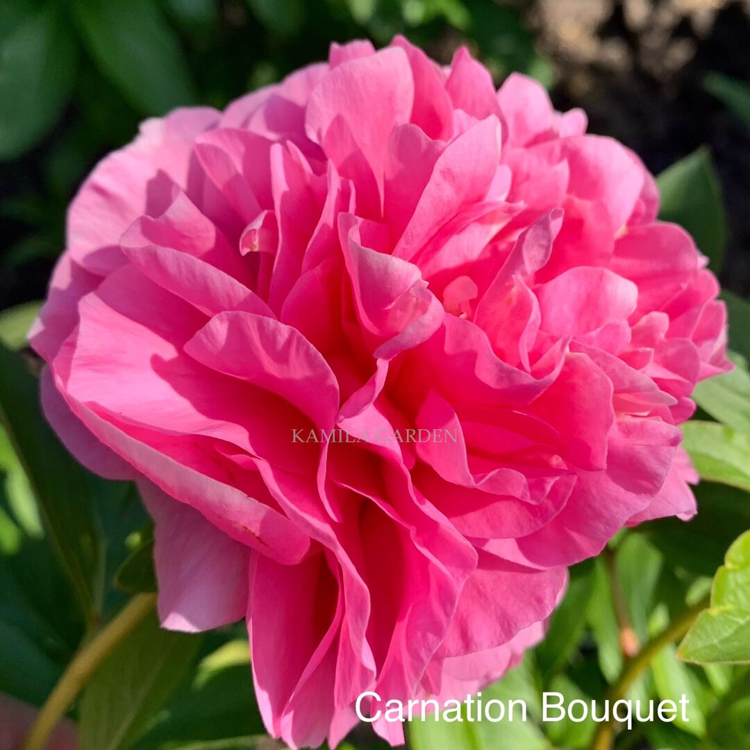 Carnation bouquet