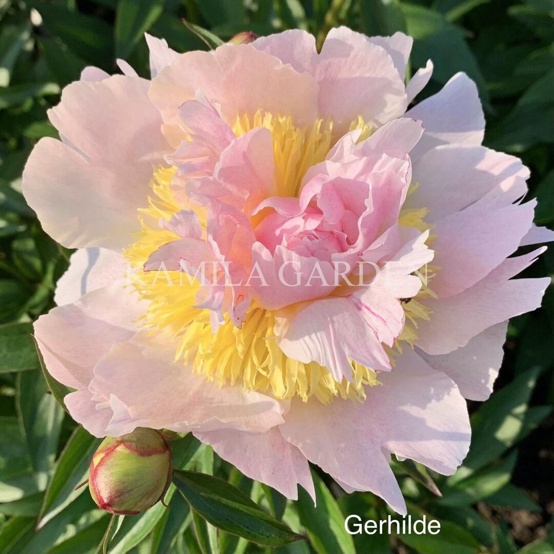 Gerhilde