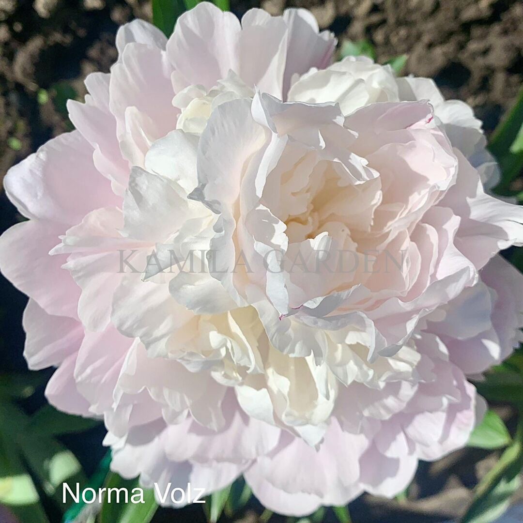 Norma volz