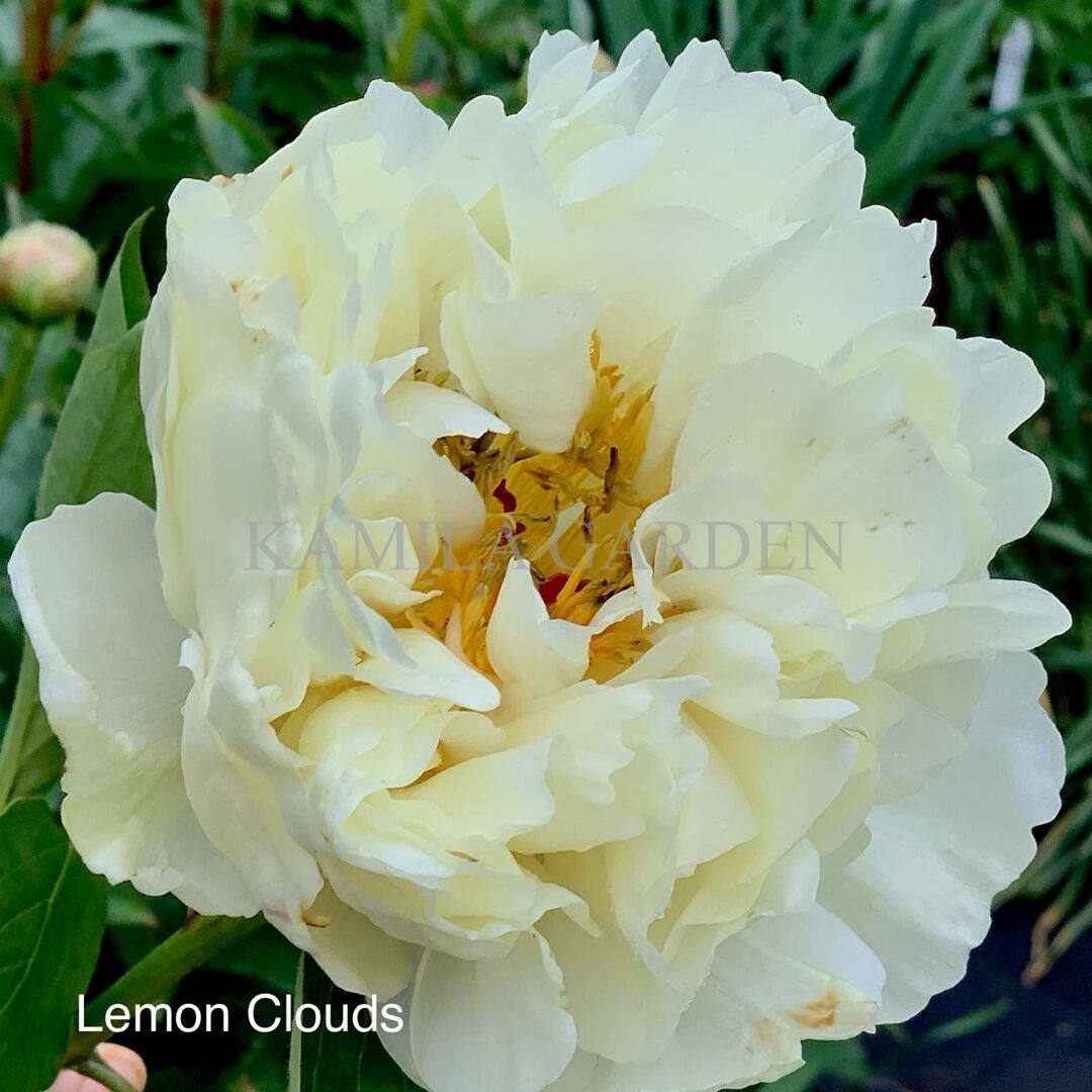 Lemon clouds