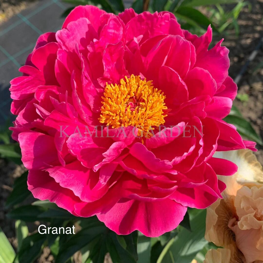 Granat