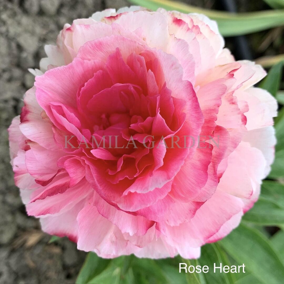 Rosa heart
