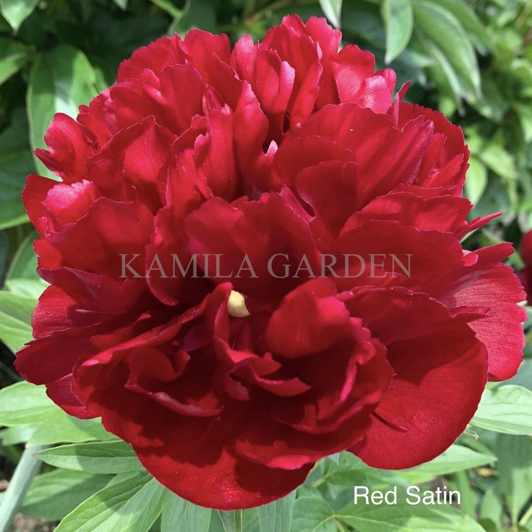Red satin