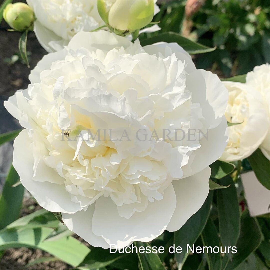 Dushesse de nemours