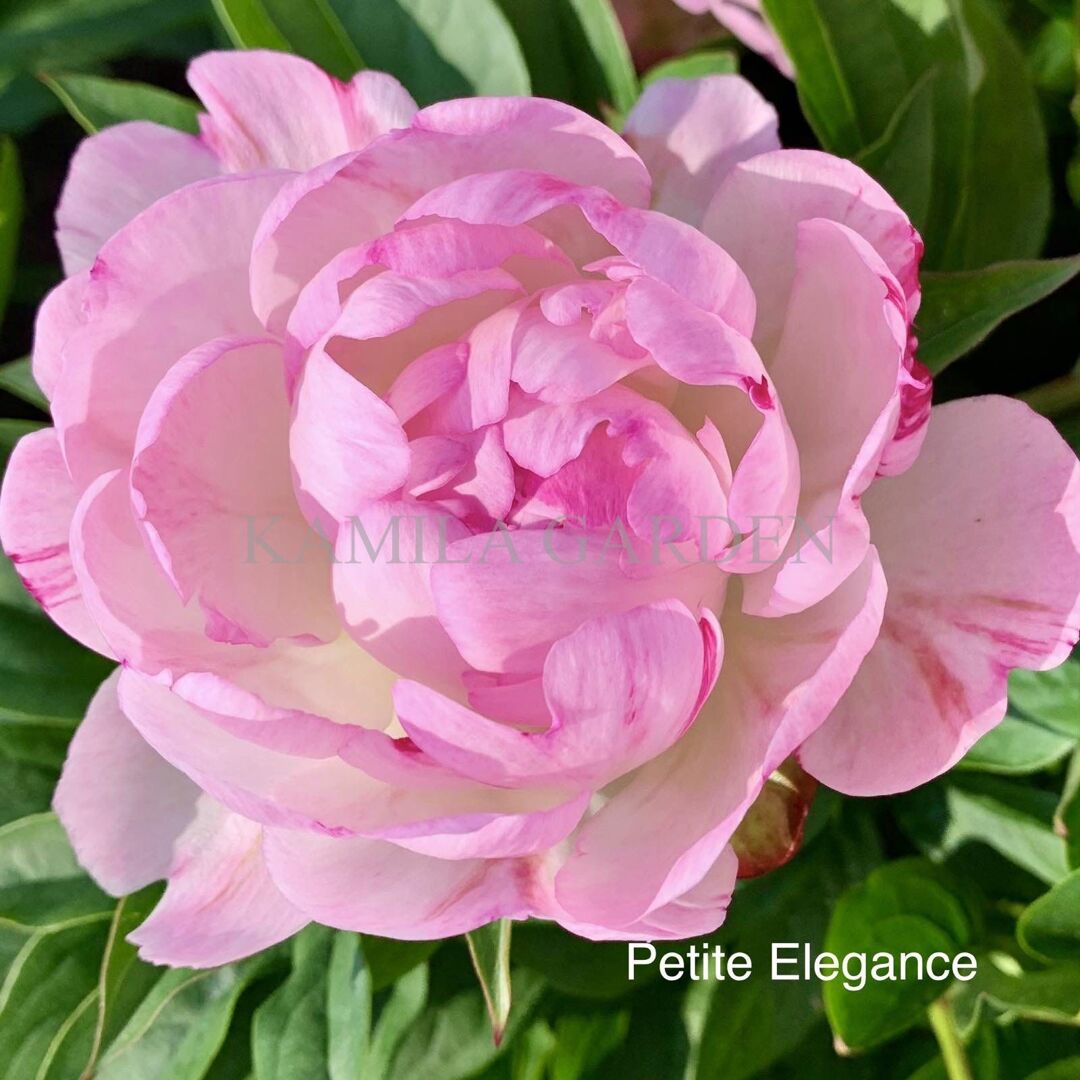 Petite elegance