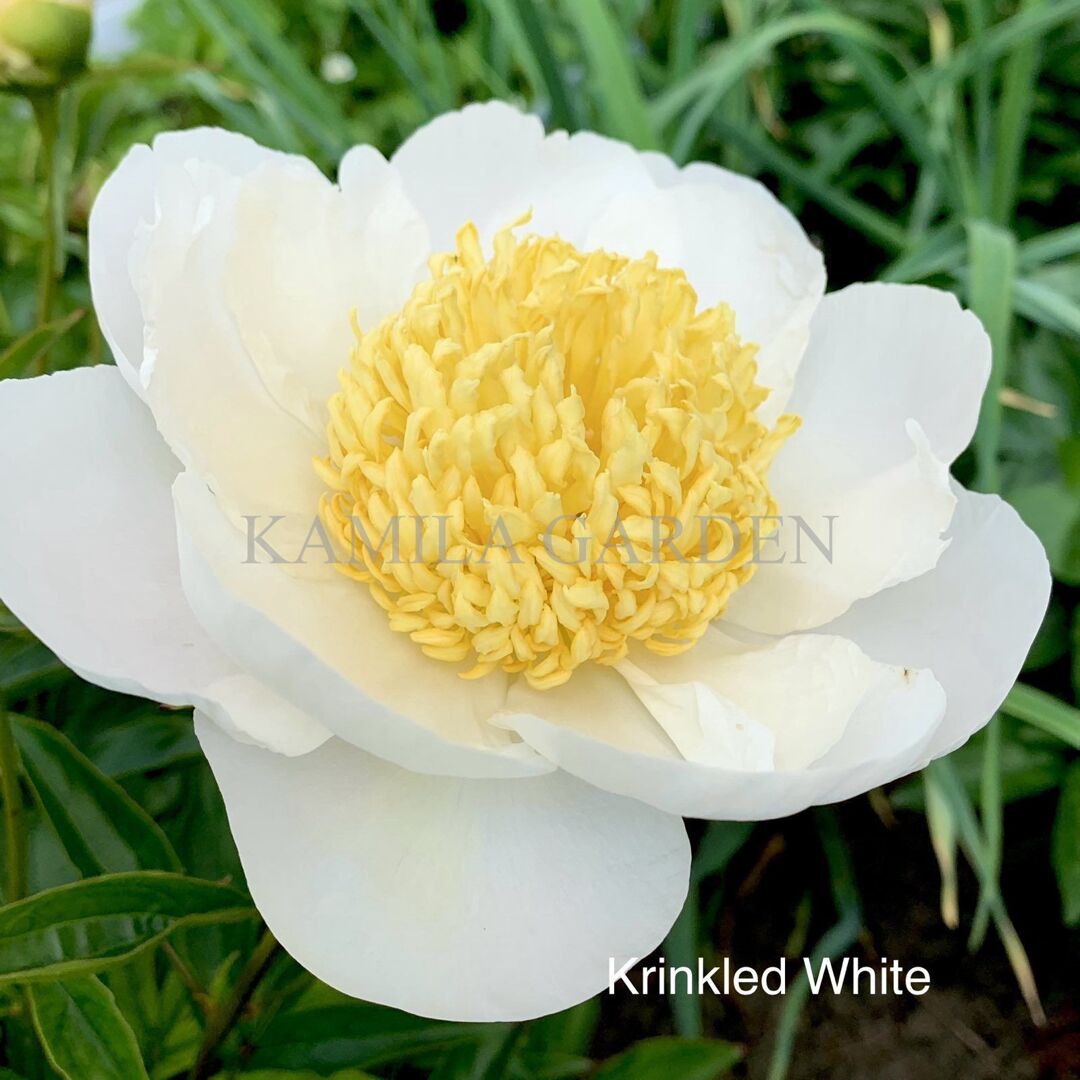 Krinkled white