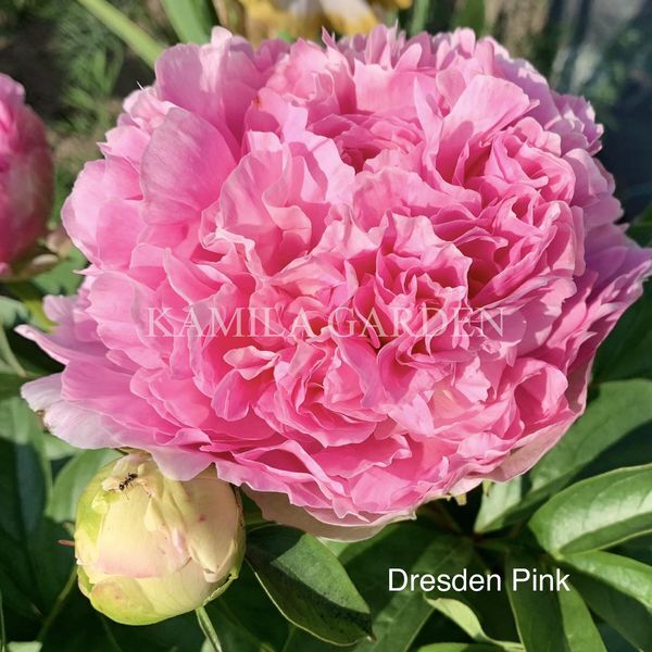 Dresden pink