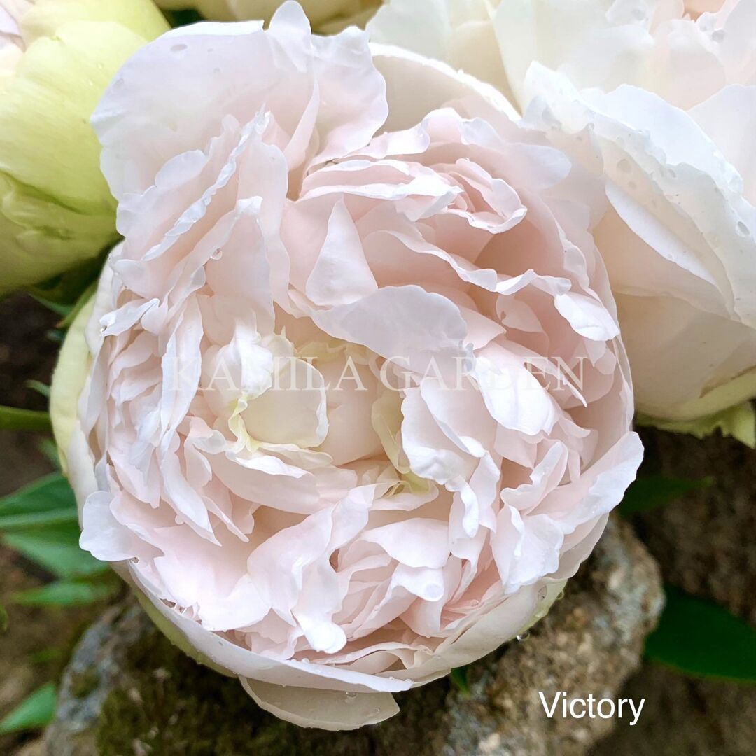Victory