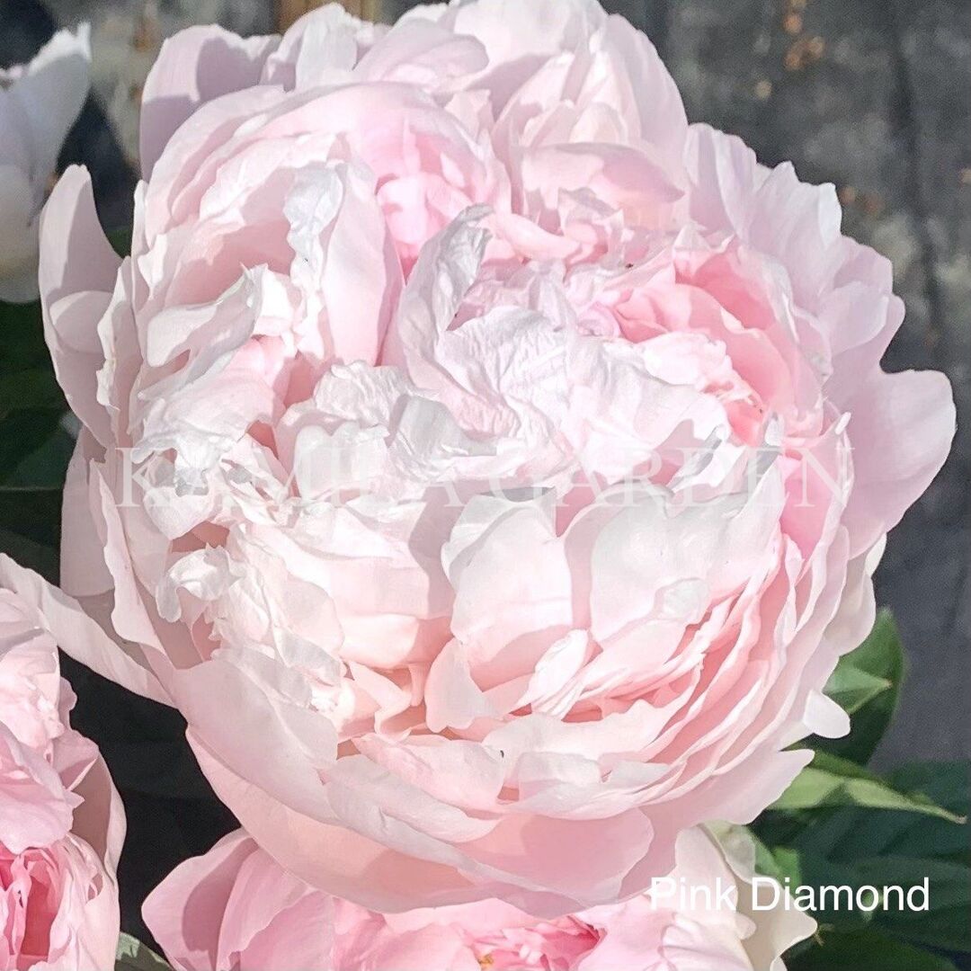 Pink diamond
