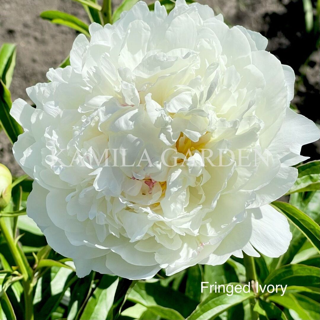 Fringed ivory