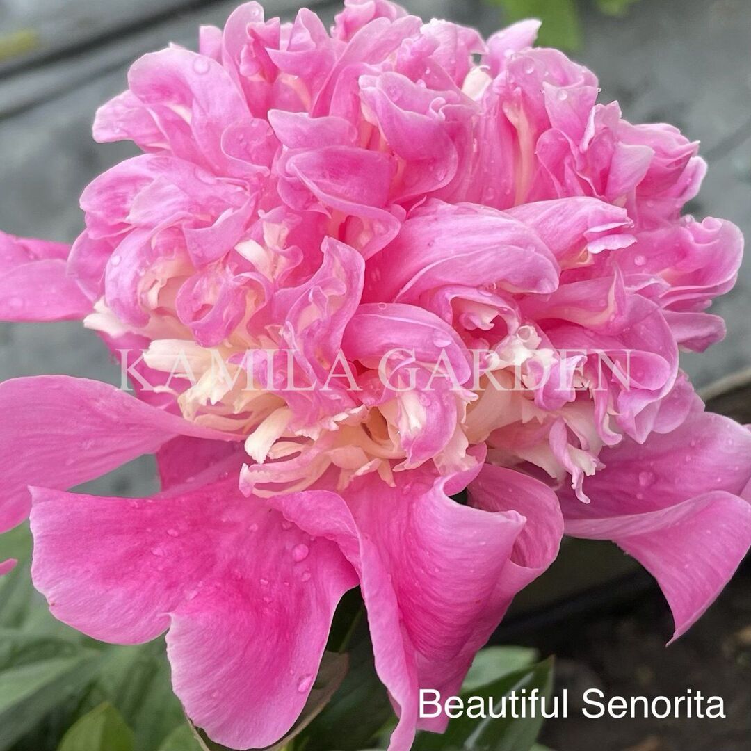 Beautiful senorita