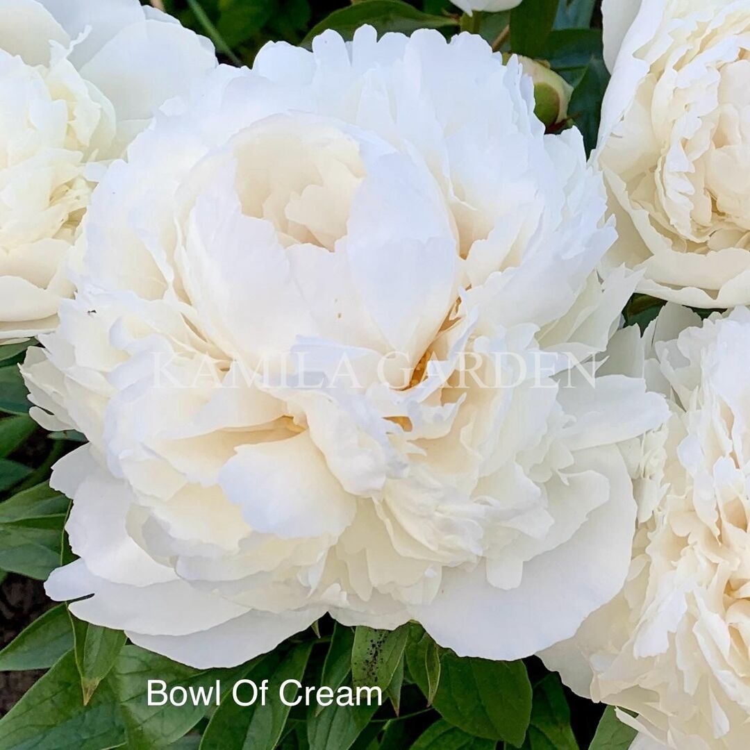 Bowl of cream