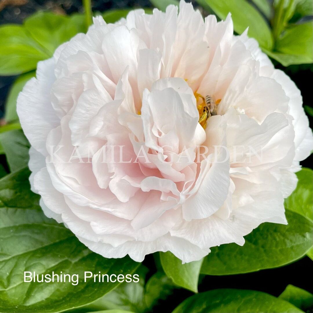 Blushing princess