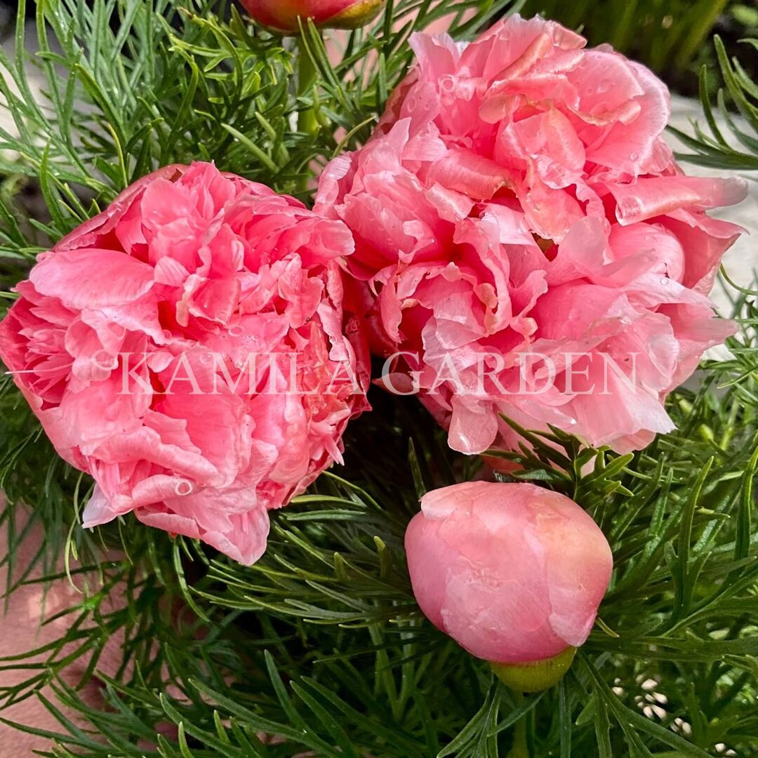 Paeonia tenuifolia 'rosea plena' (maschke, 2012)