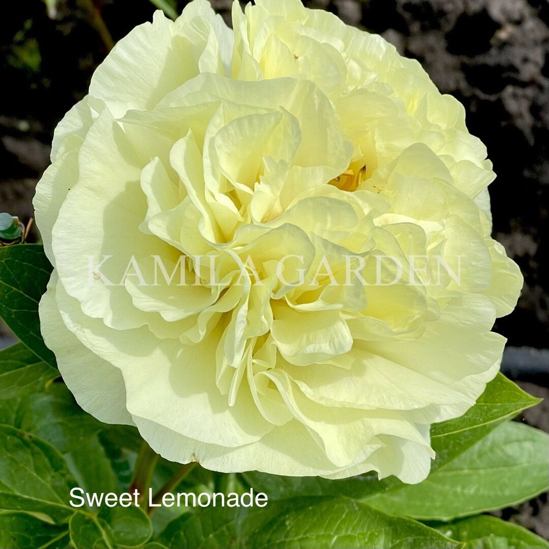 Sweet lemonade