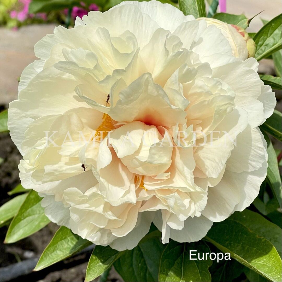 Europa