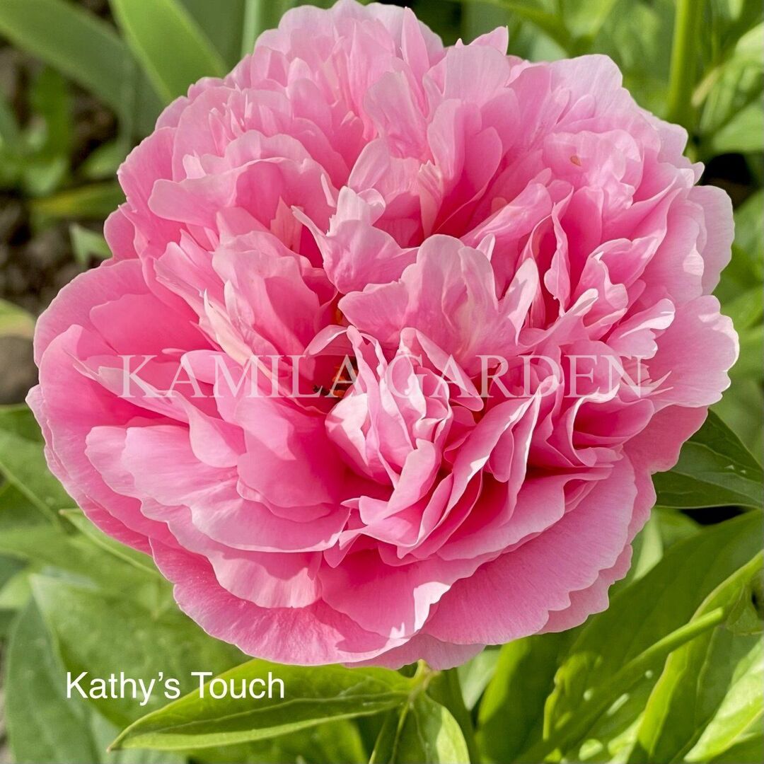 Kathy's touch
