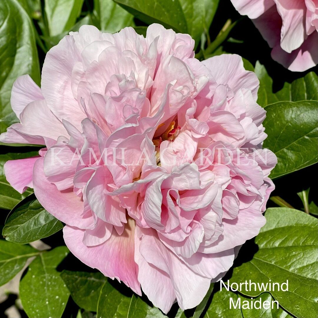 Northwind maiden