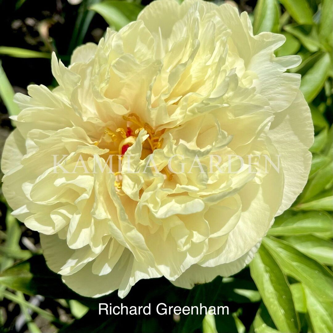 Richard greenham