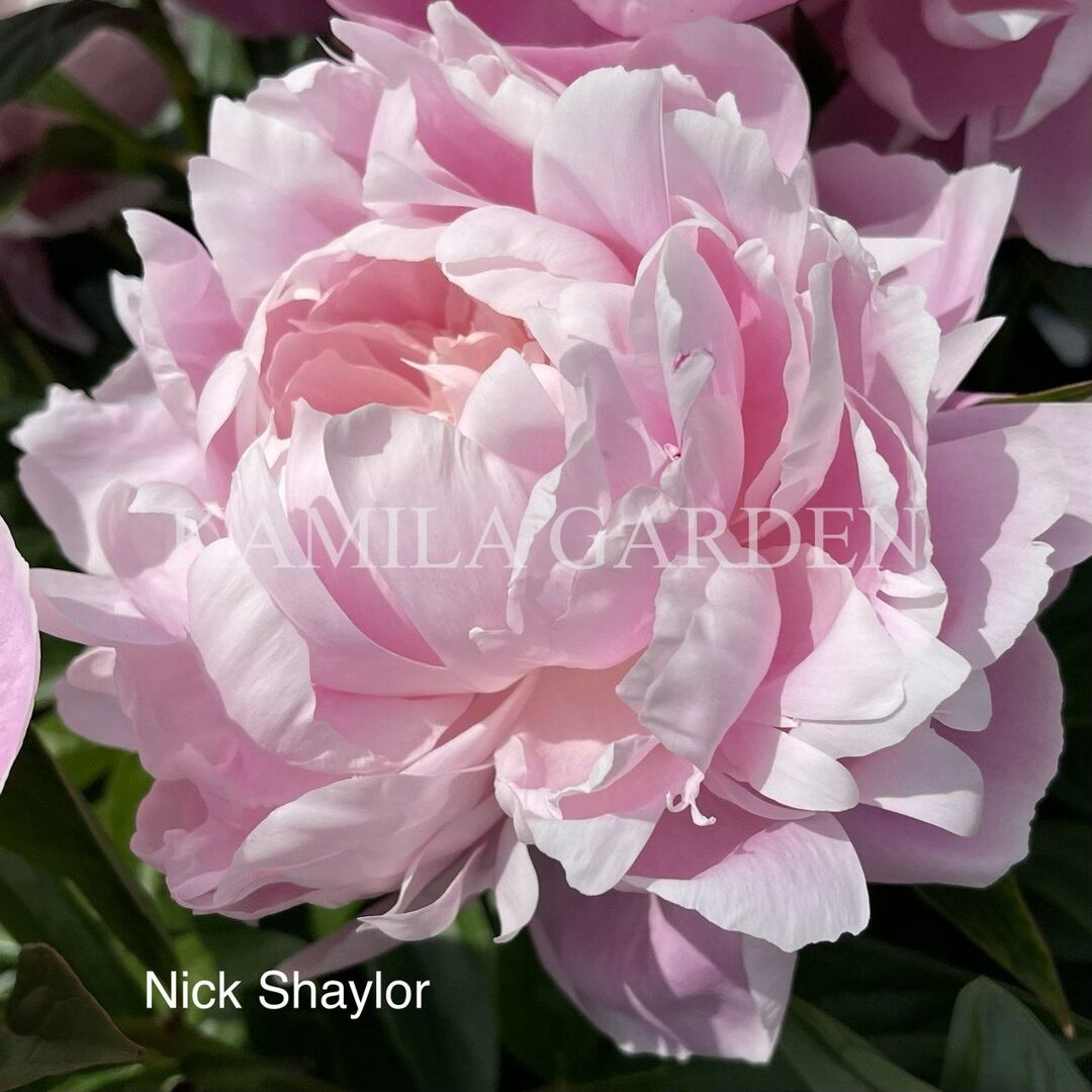 Nick shaylor