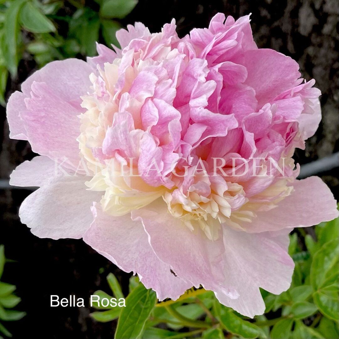 Bella rosa