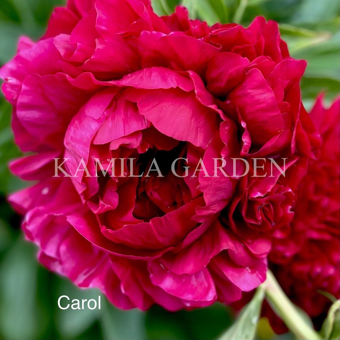 Carol
