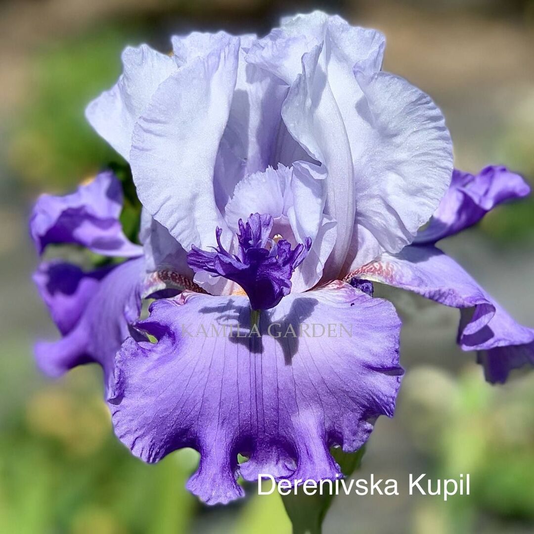 Derenivska kupil