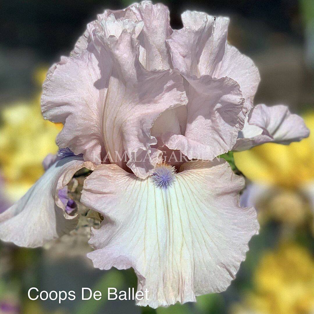 Coops de ballet