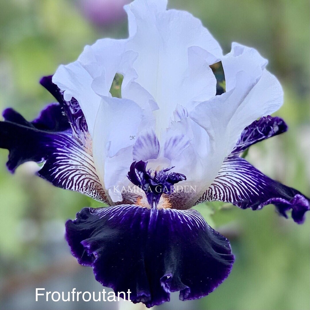 Froufroutant