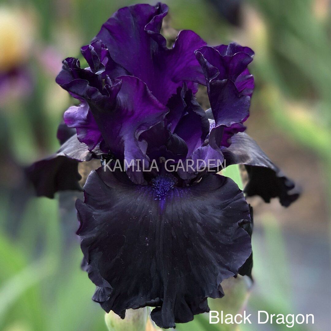 Black dragon