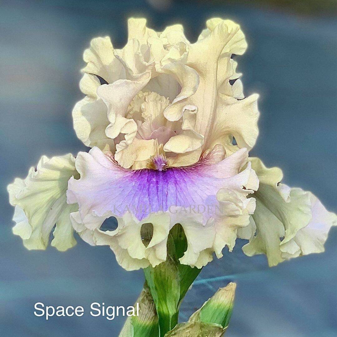 Space signal