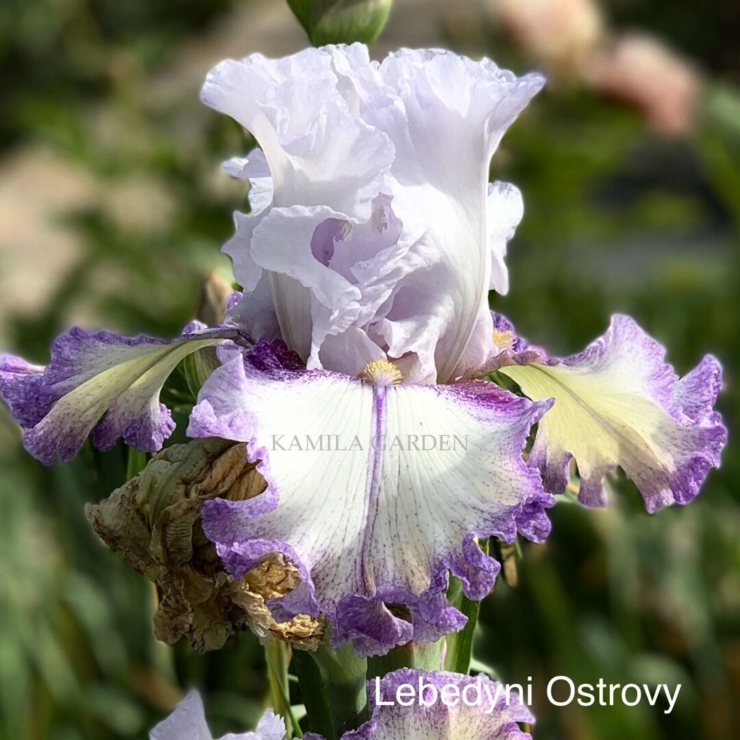 Lebedyni ostrovy