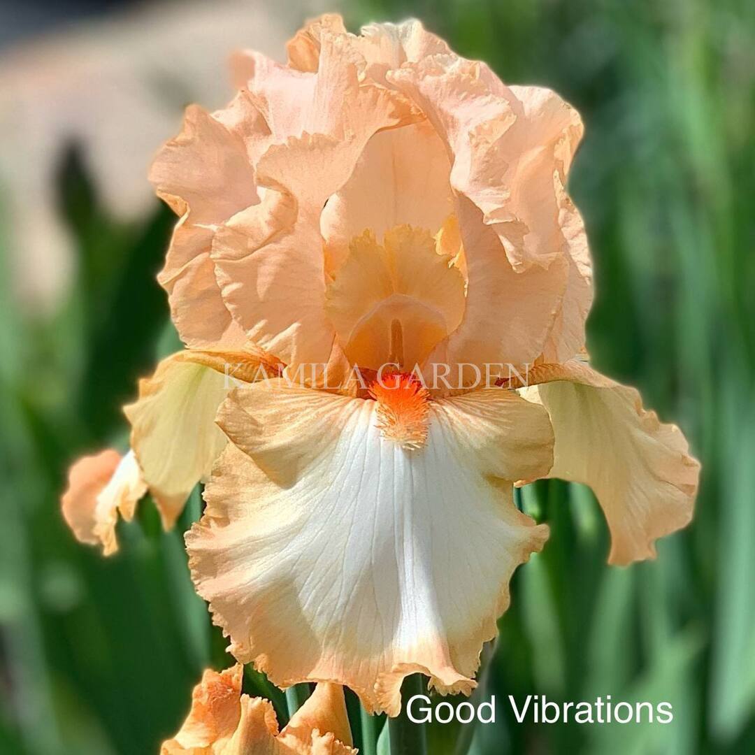 Good vibrations